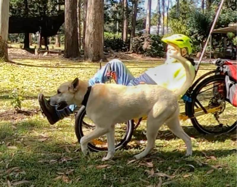 The Ideal in Big Dog Walking A Recumbent Trike